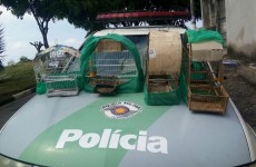 ambiental encontra aves em cativeiro: