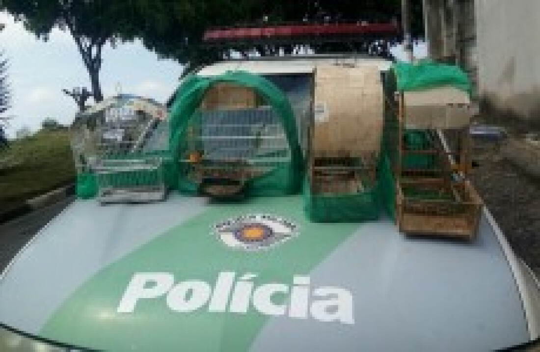 ambiental encontra aves em cativeiro:
