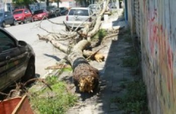 queda de Árvore atrapalha pedestres