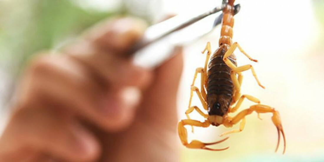 Casos de picadas de escorpiões aumentam quase 60% na região