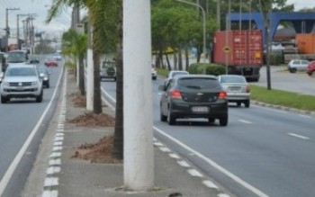 Rodovia receberá 90 mudas de coqueiro