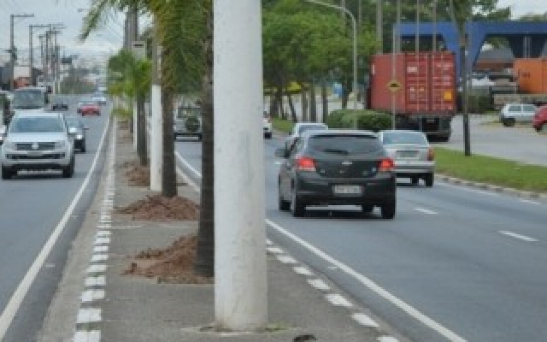 Rodovia receberá 90 mudas de coqueiro