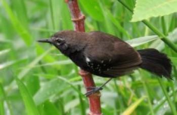 Pássaro raro encontrado em Guararema é caso de estudo