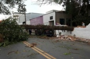 Árvore cai em carro na Vila Vitória, em Mogi
