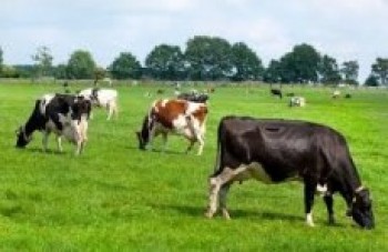 Brasil volta a exportar carne aos Estados Unidos