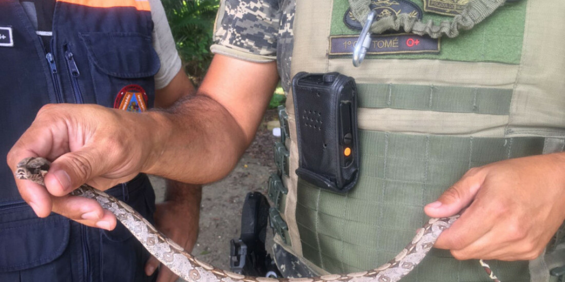 Adolescente é suspeito em caso de tráfico de animais