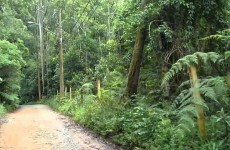 Morte de macaco deixa Mogi em alerta