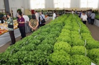 Furusato será neste fim de semana