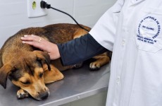 Parceria com clínicas ampliará serviço de castrações em Mogi