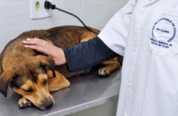 Parceria com clínicas ampliará serviço de castrações em Mogi