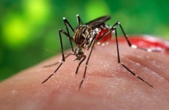 Cuidados com Aedes aegypti devem ser permanentes