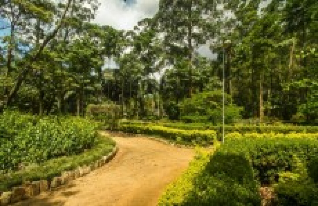 Parque do Piqueri