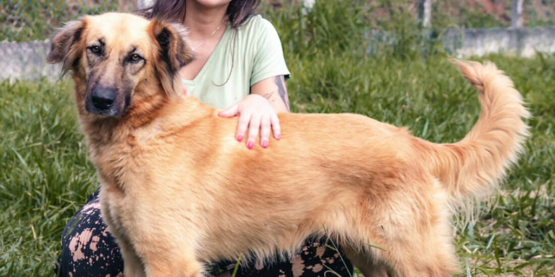 Novos cachorros chegam para adoção