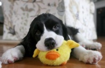 Dicas para evitar problemas ao deixar seu pet sozinho