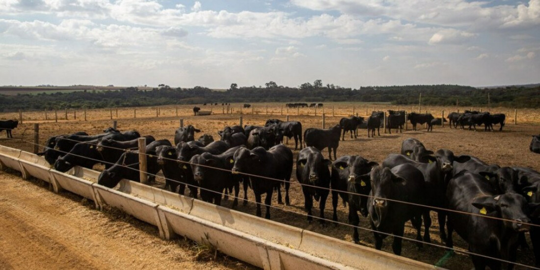 Abate de bovinos, frangos e suínos aumenta no quarto trimestre de 2022