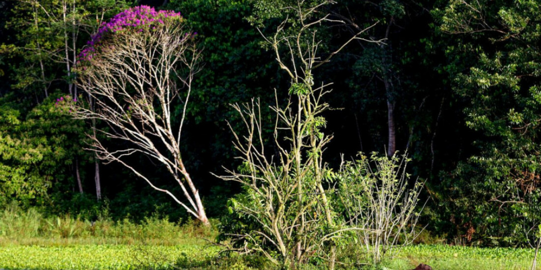 Brasil estoca no solo o equivalente a 70 anos de emissões de CO2