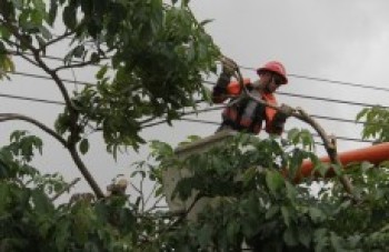 Secretaria faz 1,3 mil podas de árvores em três meses