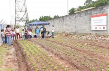 Horta comunitária de ONGs é inaugurada em Calmon Viana