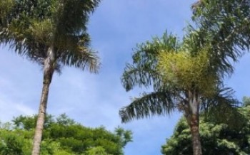 Município abre inscrições para blocos de Carnaval