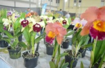 Exposição de Micro-Orquídeas e Orquídeas reúne 3 mil pessoas