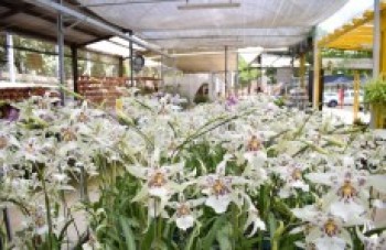 Mogi recebe Exposição Nacional de Micro-orquídeas e Orquídeas