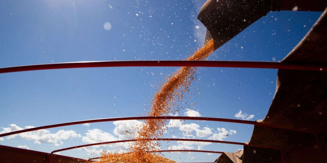 IBGE prevê safra de 302 milhões de toneladas para 2023