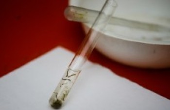 Arujá possui 3,33 criadouros de mosquito por residência