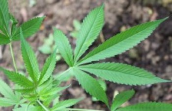 Anvisa autoriza remédio à base de maconha