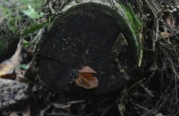 Ar puro, biodiversidade e bem estar pertinho do meio urbano