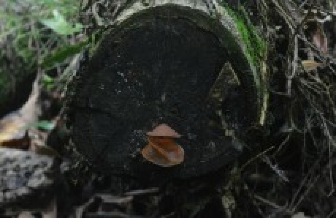 Ar puro, biodiversidade e bem estar pertinho do meio urbano