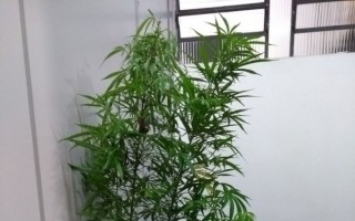 Polícia apreende planta de maconha