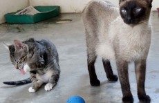 Itaquá promove feira de adoção de gatos na terça