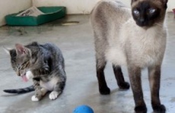 Itaquá promove feira de adoção de gatos na terça