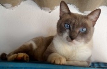 Itaquá promove feira de adoção de gatos na terça