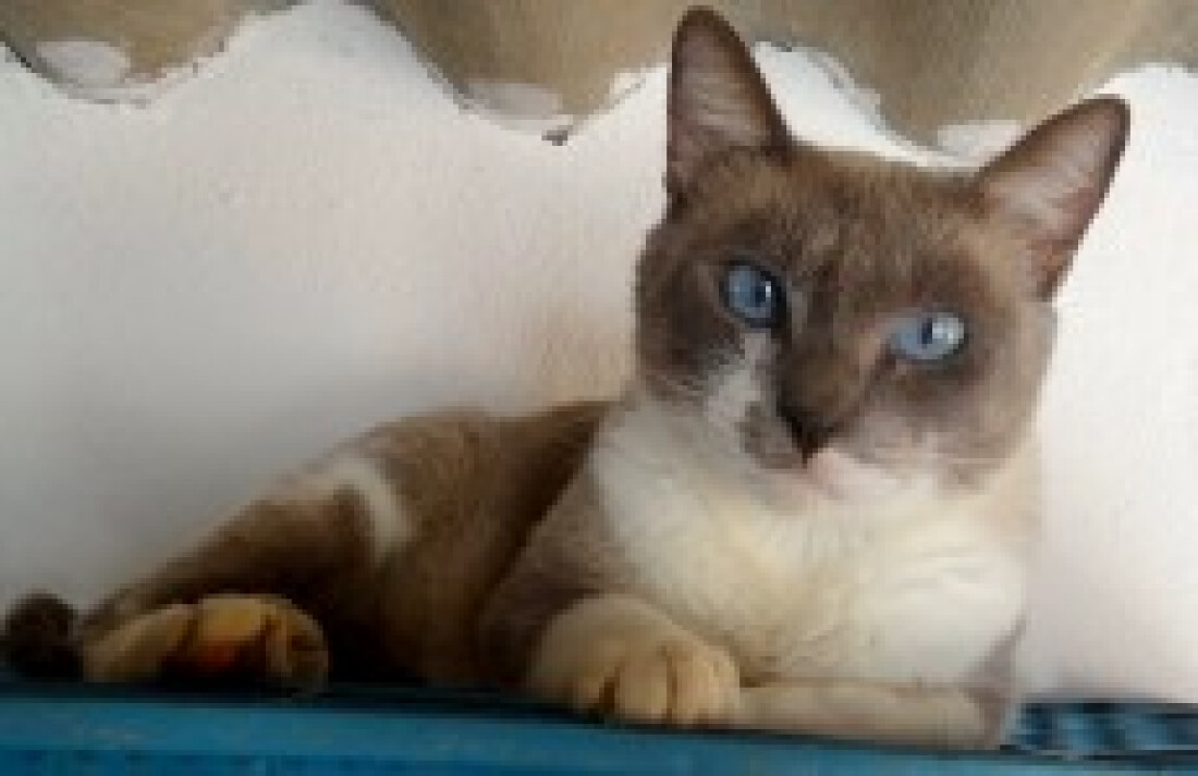 Itaquá promove feira de adoção de gatos na terça