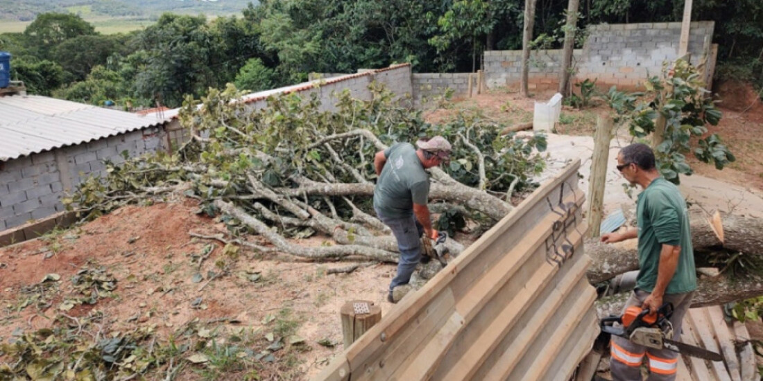 Região registra 1026 podas e 63 quedas de árvore em janeiro
