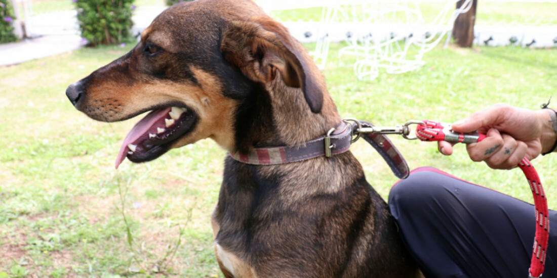 Portal 'Baby, me Leva!' apresenta 68 animais