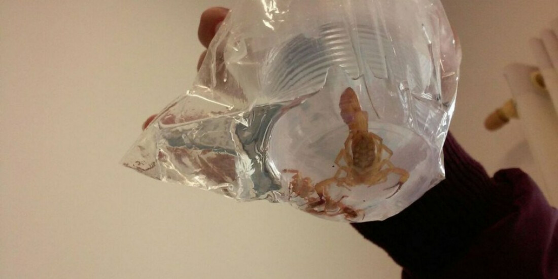 Acidentes com escorpião crescem 22% em São Paulo