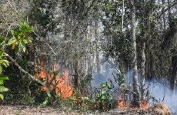 Bombeiros atendem 34 casos de incêndio neste domingo