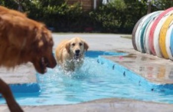 PlayPet de Suzano ganha piscina projetada para cães
