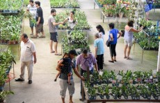 Mogi tem faturamento médio de R$ 100 milhões com flores