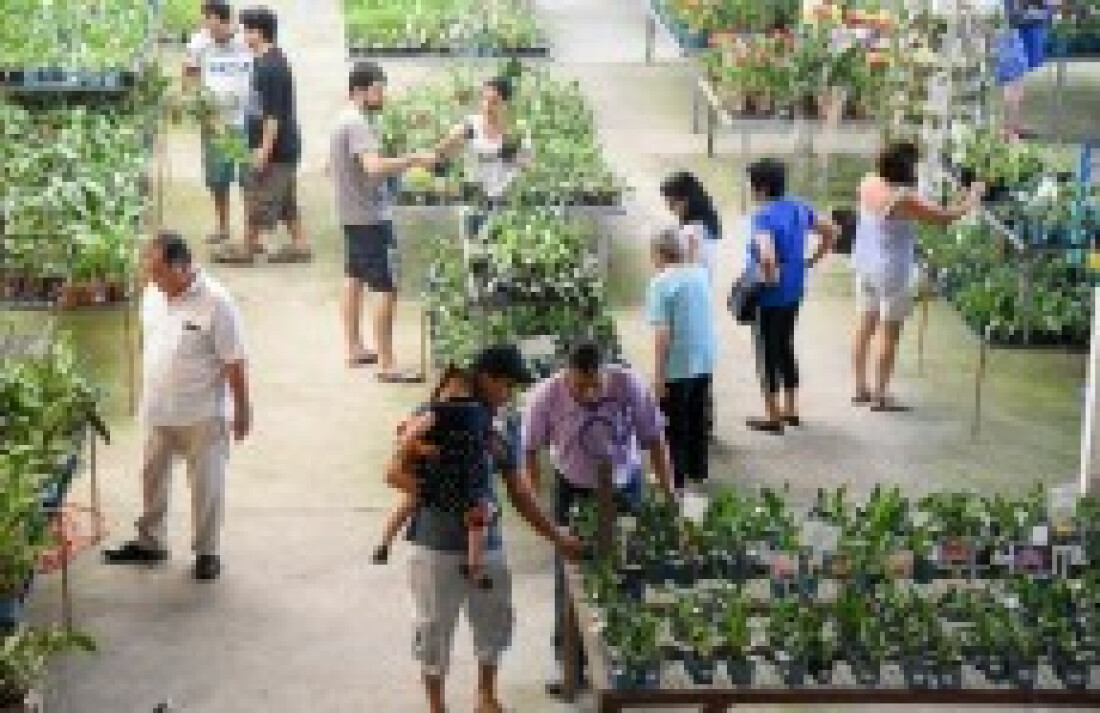 Mogi tem faturamento médio de R$ 100 milhões com flores