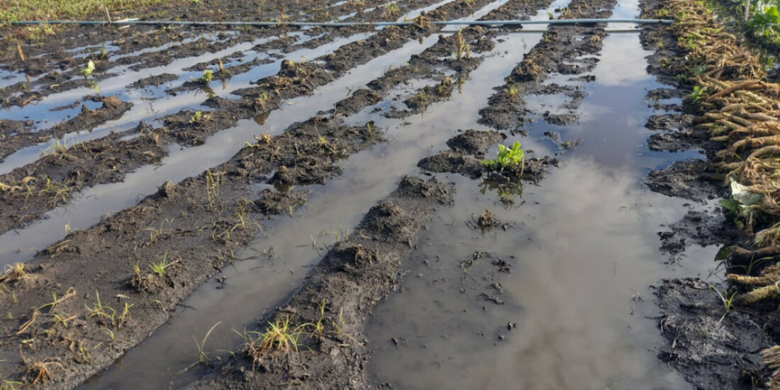 Chuvas prejudicam agricultores de Jundiapeba