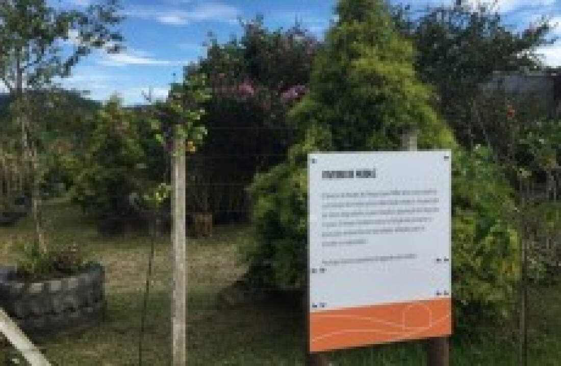Mais de 1,2 mil mudas são doadas para plantio