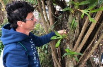 Doação de mudas na Ilha Marabá atrai mogianos e ocorre até sexta