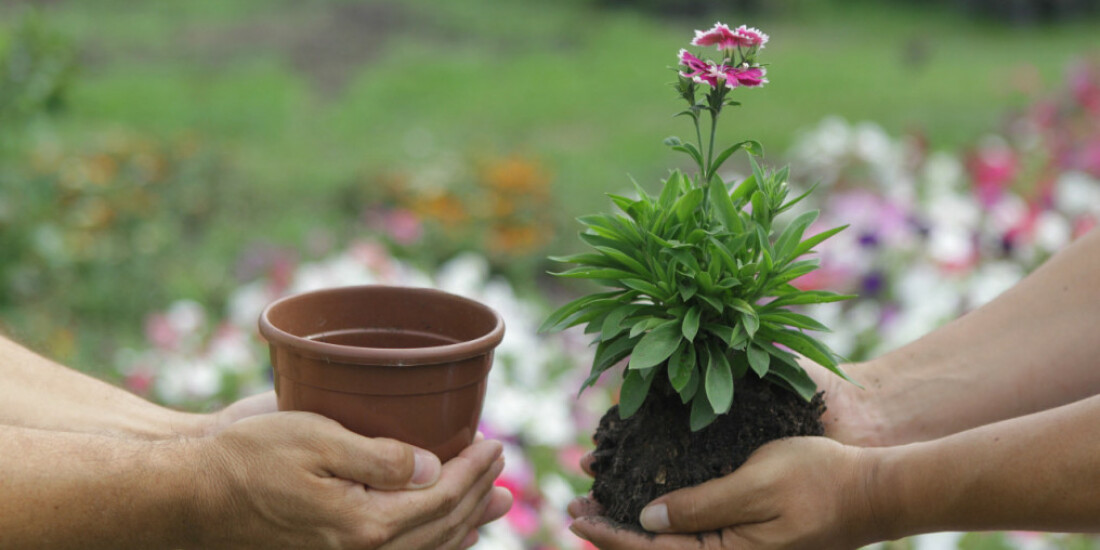 Viveiro oferece plantio de mudas em Suzano