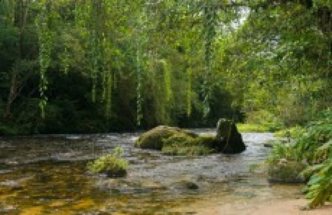 Parque protege nascentes de rio