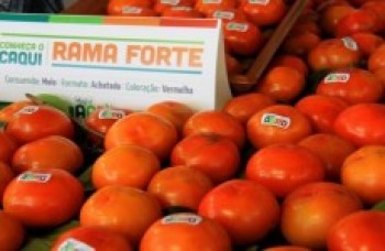 Safra do Caqui terá pontos de venda em vários locais