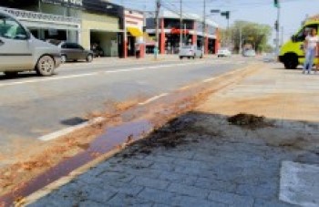 Árvore cai na avenida Pinheiro Franco, mas não deixa feridos