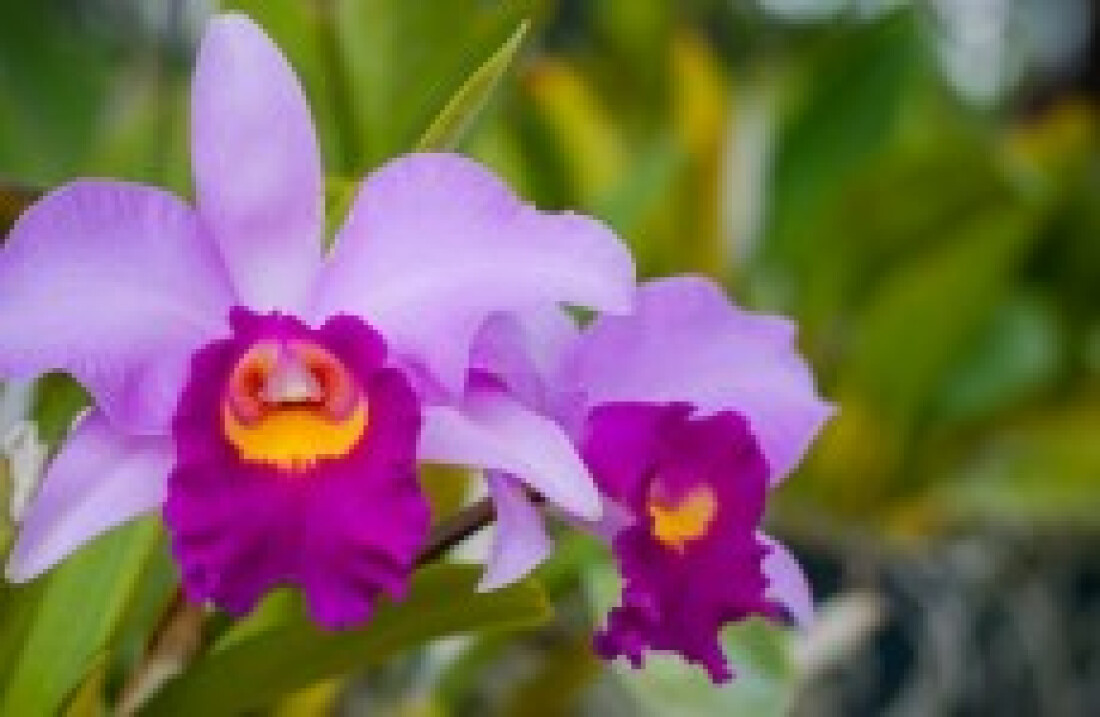 'Crescer' tem inscrições para minicursos